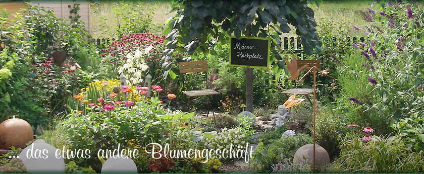Immergrün Blumen und Geschenke